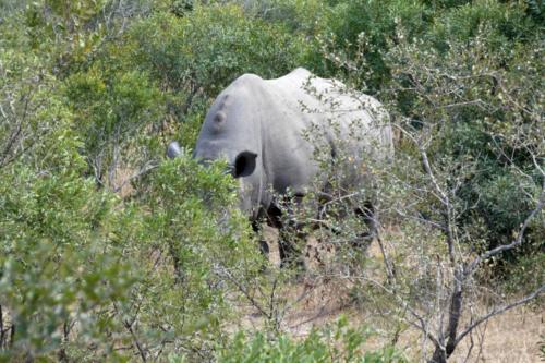 Krugerpark mei2021 134