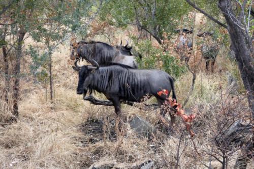 Krugerpark mei2021 137