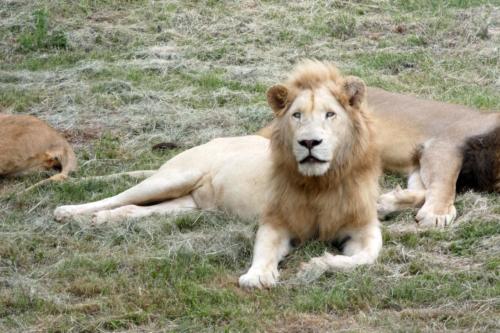 Lion-SafariPark-003